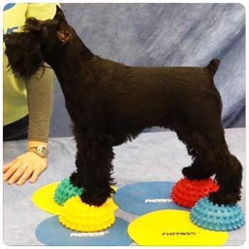 FitPaws® Paw Pods Dog Agility, Training, Balance, Fitness and Rehab Tool