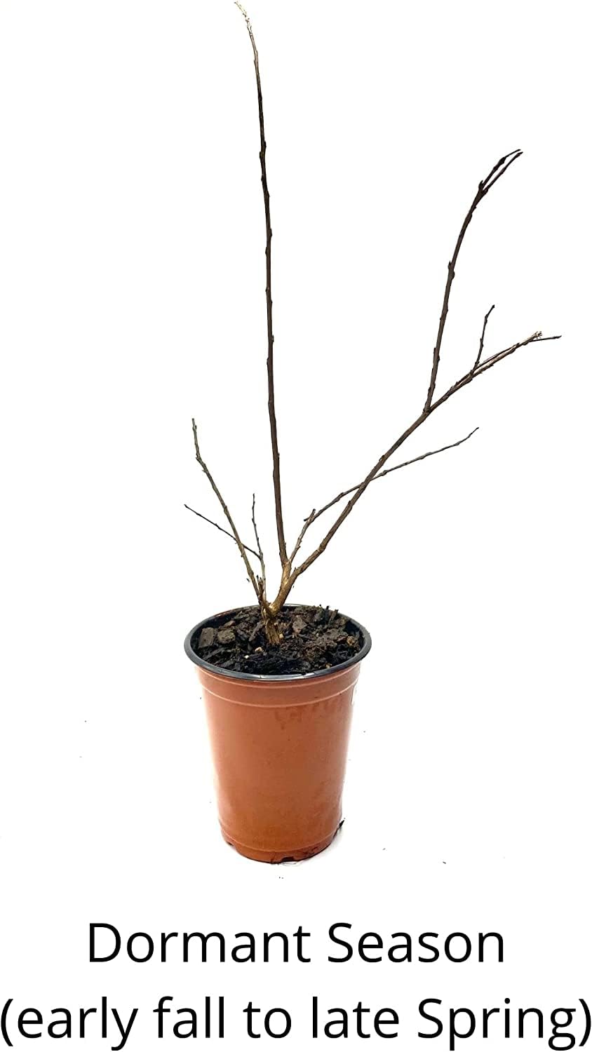 Tuscarora Crepe Myrtle Trees - Pink Blooms - Quart Containers - FIBROUS Root System - Grown by Crape Myrtle Guy - Live Plants (4)