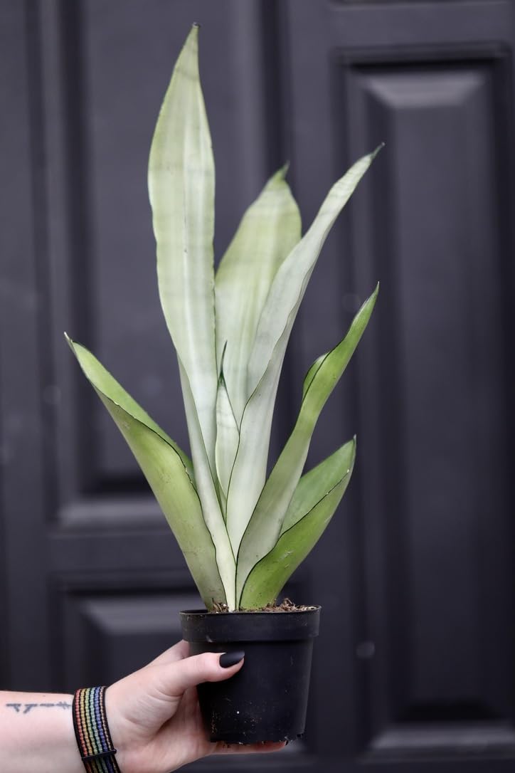 PLANTVERS Sansevieria Masoniana in a 3" Nursery Pot | 1 Plant Moonshine Snake Plant | Air Purifying | Low Light Houseplants | Cat Safe Plant