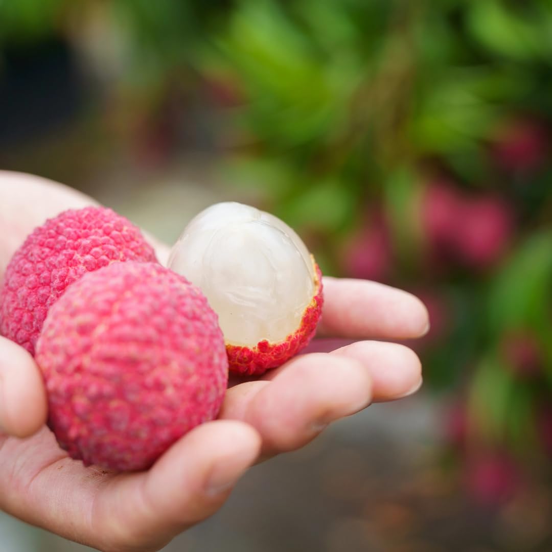 15 Lychee Seeds for Planting, Lychee Fruit Seeds Garden
