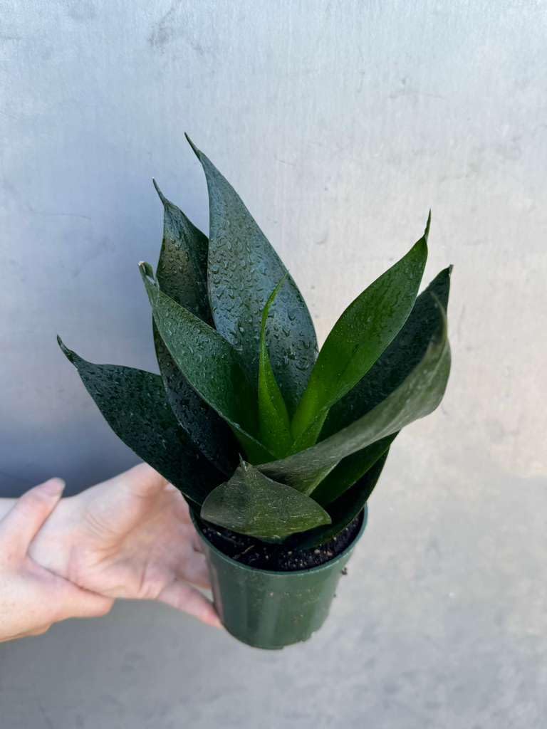 PLANTVERS Sansevieria Emerald Star in 4" Grow Pot – Live Snake Plant – Easy Care Succulent – Air Purifying Indoor Plant – Low Maintenance Houseplant