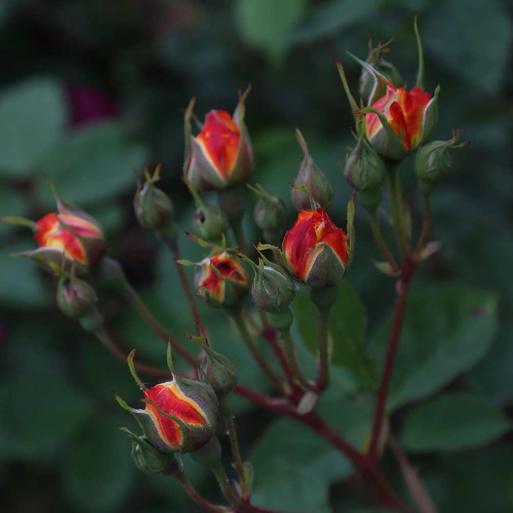 Heirloom Climbing Roses, Live Own Root Plant for Outdoor Garden, Piñata, Lightly Fragrant, Hardiness Zones 5-10, Continual Blooming