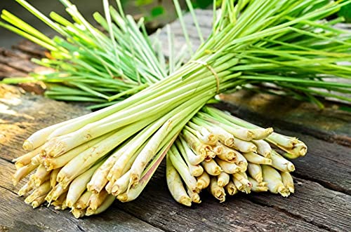 TeaDreamTea Lemongrass Herbal Tea, 6 oz Loose Leaf - Caffeine Free, Decaffeinated, Bulk Lemongrass Tea for Metabolism - Easy to Brew, Natural Flavor, Endless Health Benefits