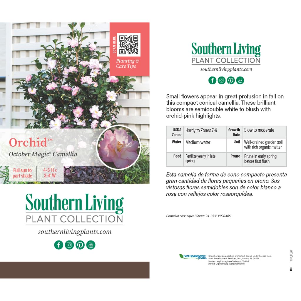 October Magic Orchid Camellia, 1 Gallon, Pink and White Semi-Double Blooms, Fall Flowering Shrub