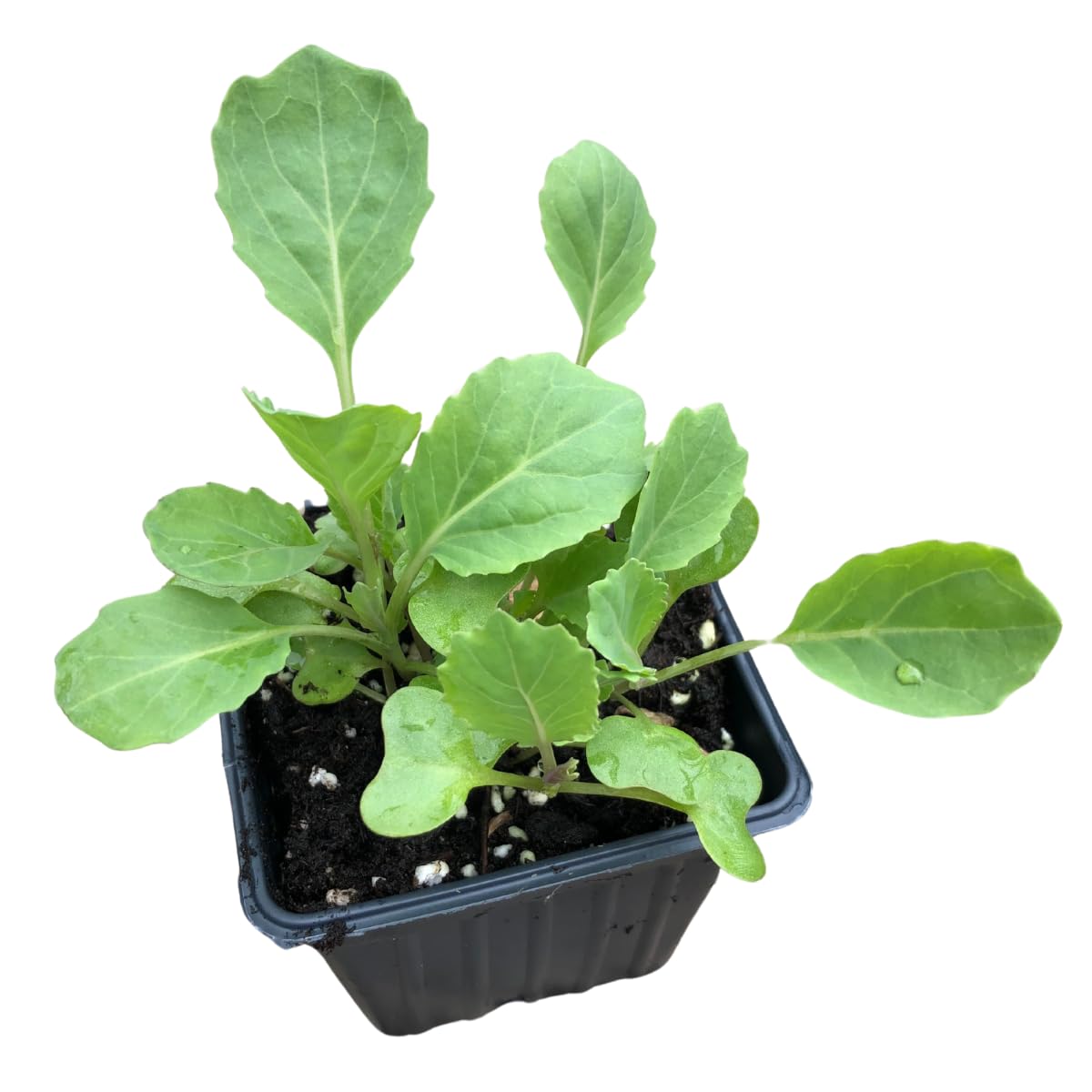 Organic Golden Acre Cabbage (Brassica oleracea VAR. capitata) Plant, Live Seedling in 2.5-inch Pot by Smoke Camp Crafts