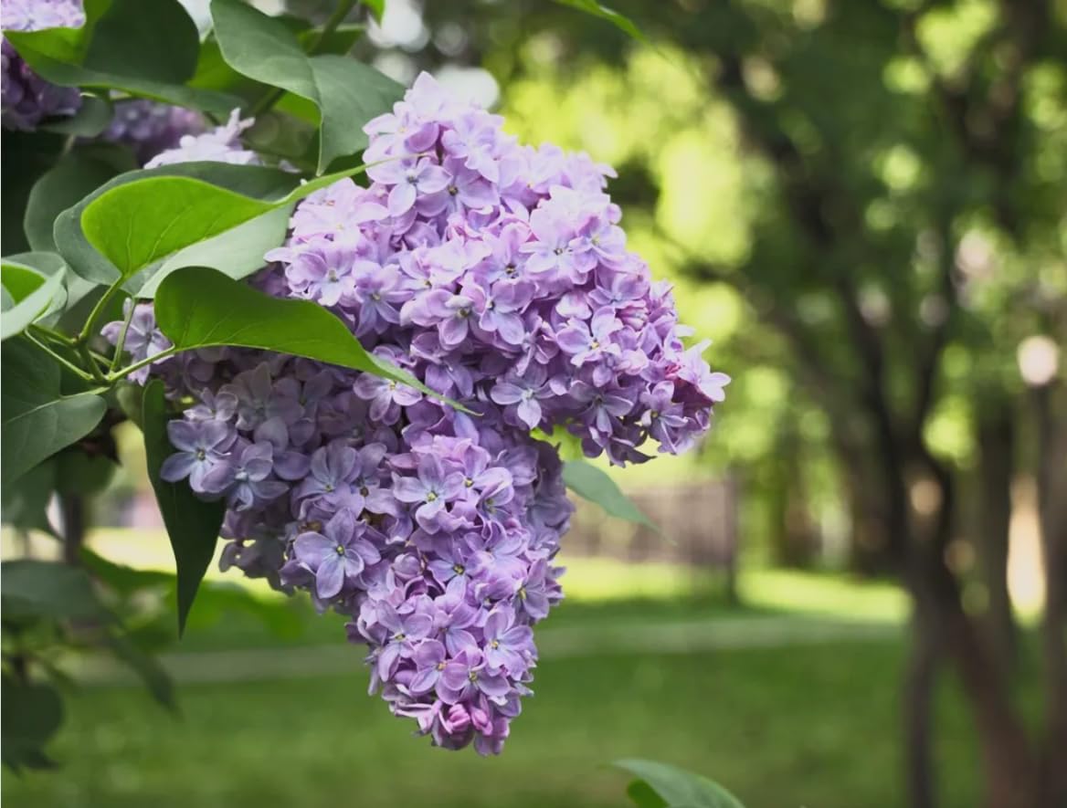 Old Fashioned Lilac Bushes Live Plants (2 Pack) β 18β24β Tall - Syringa vulgaris β Fragrant Lavender Purple Flowers β Hardy Flowering Shrubs