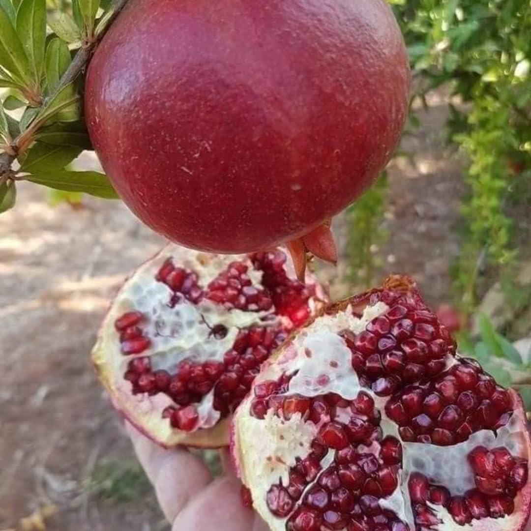 Live Pomegranate Plant Live, Sweet Pomegranate Fruit Tree, 8-10 Inches Tall in 4 Inch Pot, Ready to Grow