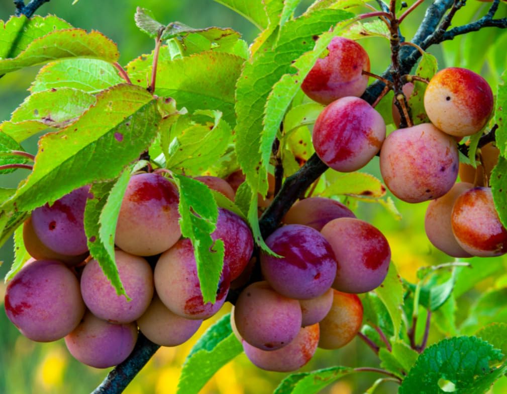 American Plum Tree - 6-12" Tall Live Plant - Wild Plum Shrub - Edible Fruit Bush - Prunus Americana