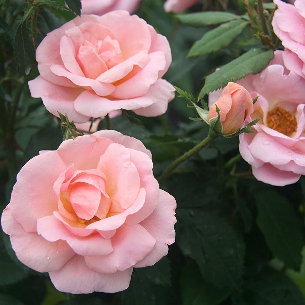 Live Plant - Peachy Knock Out Rose - Live Plant - (1 Qt)