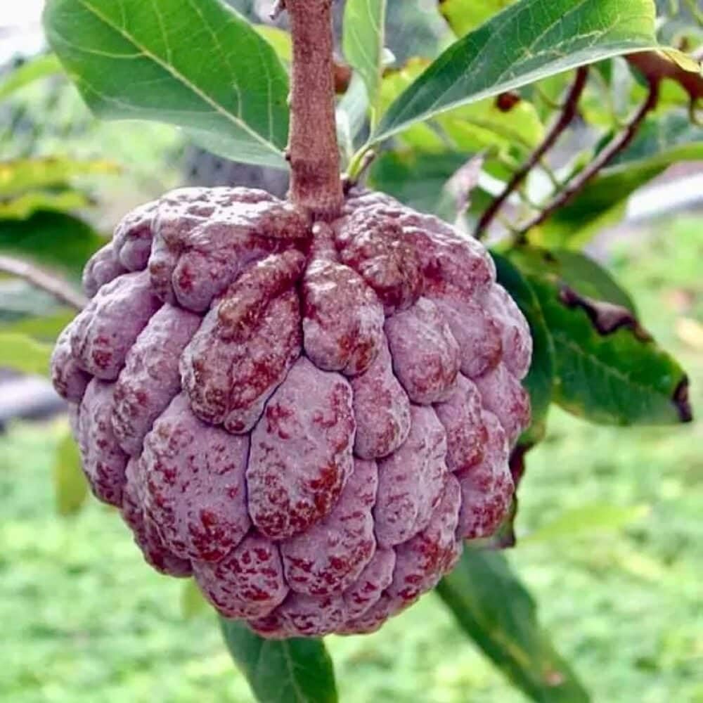 Live Plant - Red Sugar Apple (Annona Squamosa) Vibrant Live Fruit Tree 12โ-24โ Thriving