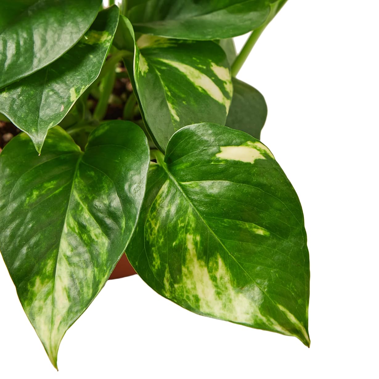 Golden Pothos Indoor Plant, Live Epipremnum Aureum in 4 Inch Pot, Variegated Green Leaves