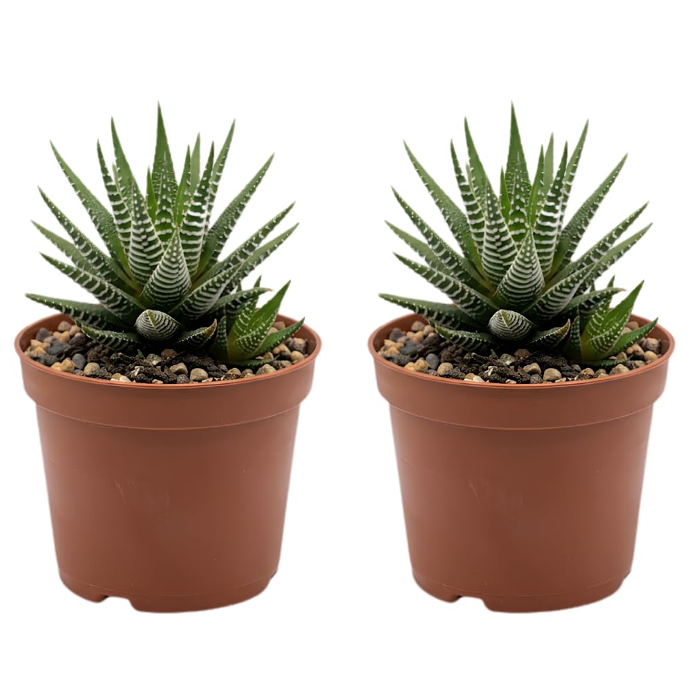 2 Haworthia Succulent Plant Live, Zebra Succulent Plant in 2 Inch Pot Size, Small Decorative Plant for Bright Indoor Areas