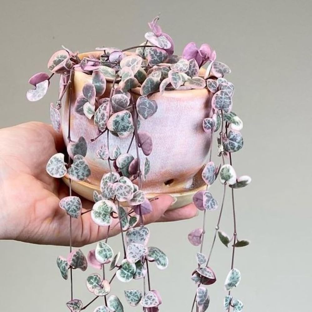 Variegated String of Hearts Plant Live, Trailing Succulent Plants 2.5 Inch Pot, Succulent Houseplants for Indoor Planting