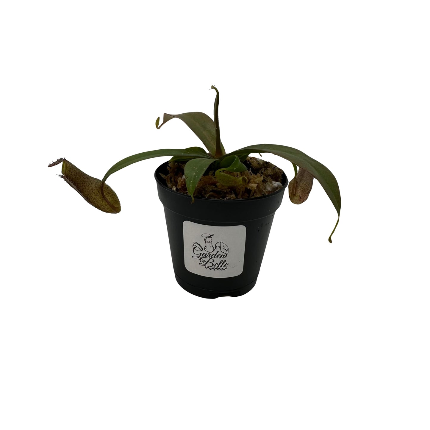 Set of 2 Nepenthes (Briggsiana and Rebecca Soper) Carnivorous Pitcher Plants in 2 inch Pot
