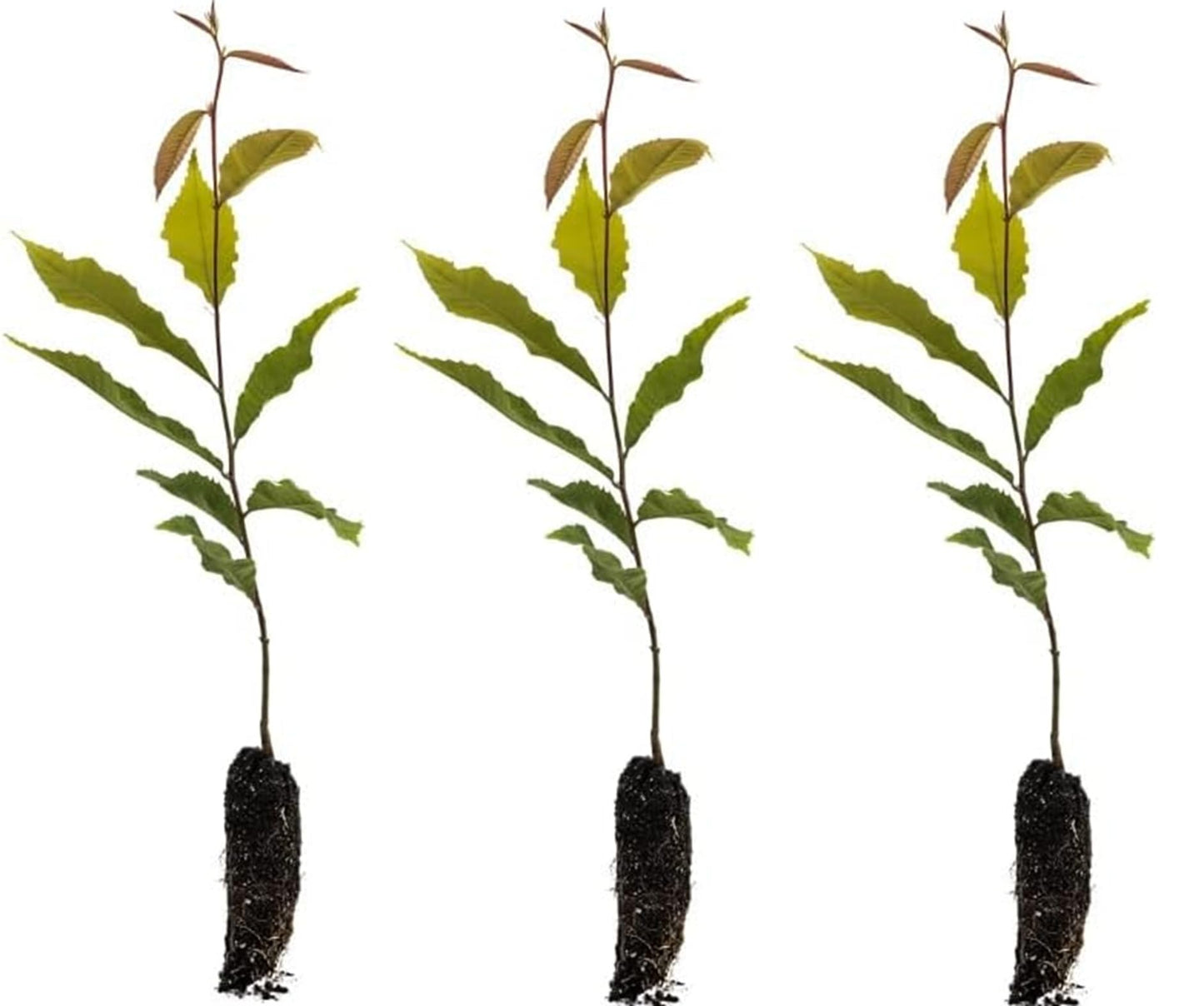 5 Chestnut Trees Live Plants for Growing β Hardy Nut-Bearing Trees for Home Orchards & Landscaping β Fast-Growing Chestnut Saplings
