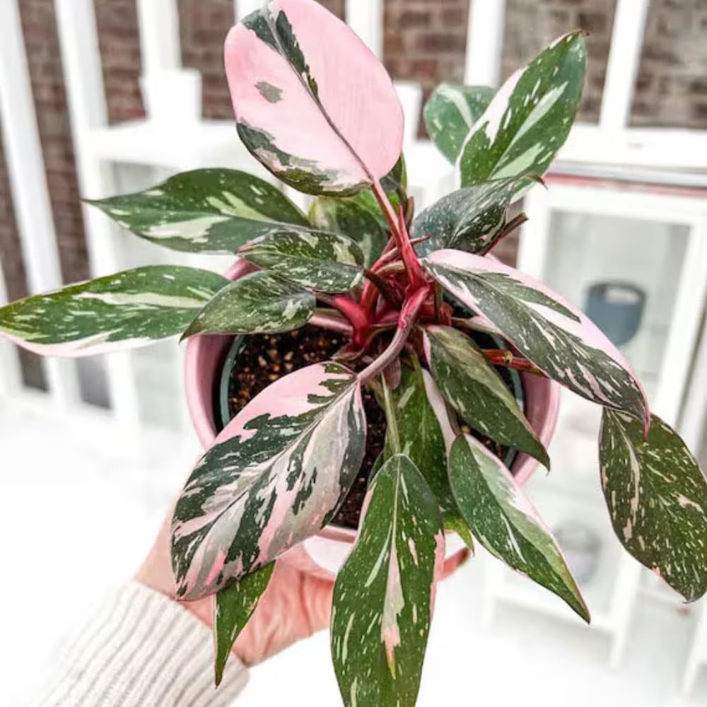2 Pink Philodendron Plants Live, Variegated Indoor Houseplant, 5-8 Inch Tall Tropical Foliage, Rare Philodendron