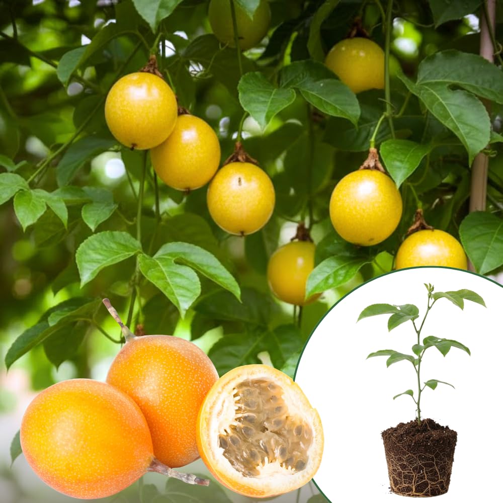 Passion Fruit Plant Live, Passion Fruit Tree Live Plant, 5 to 7 Inches Tall, Sweet Tropical Fruit Vine, Passionfruit Plants for Outdoor Garden (Yellow)