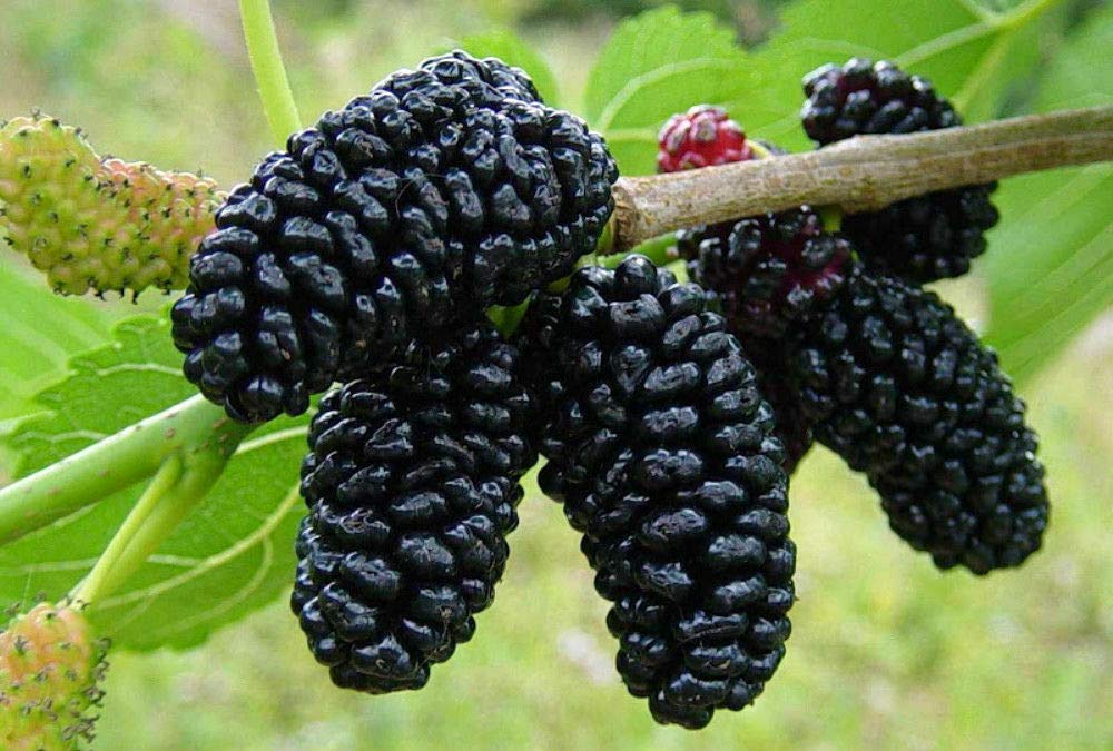 SmartMe Live Plant - Black Mulberry Tree Morus Nigra Live Plant Dwarf Everbearing Fruit 3-Inch Pot