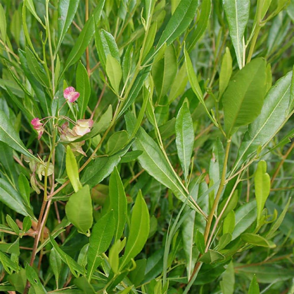 Palm Beach Medicinal Herbs - Hopbush (Dodonea viscosa) - Packet of 10 Seeds