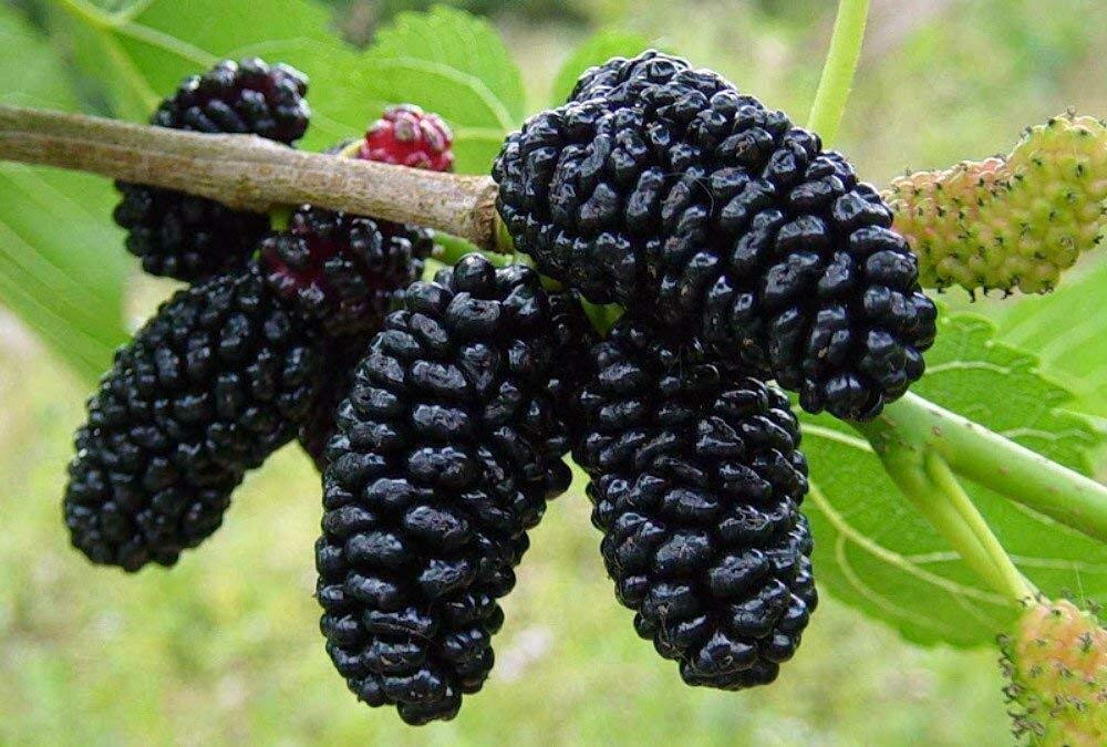 SmartMe Live Plant - Mulberry Plant Tree Dwarf Everbearing Morus Nigra Sweet Fruit 4" Pot Live Plant