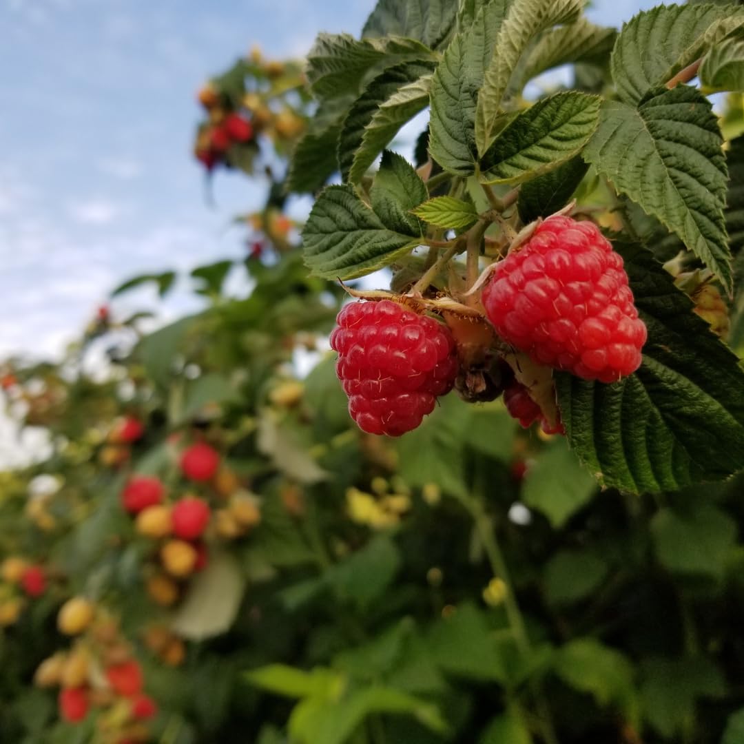 Set of 2 Live Red Raspberry Plants, Sweet Berry Shrubs, 3 Inch Pot for Growing