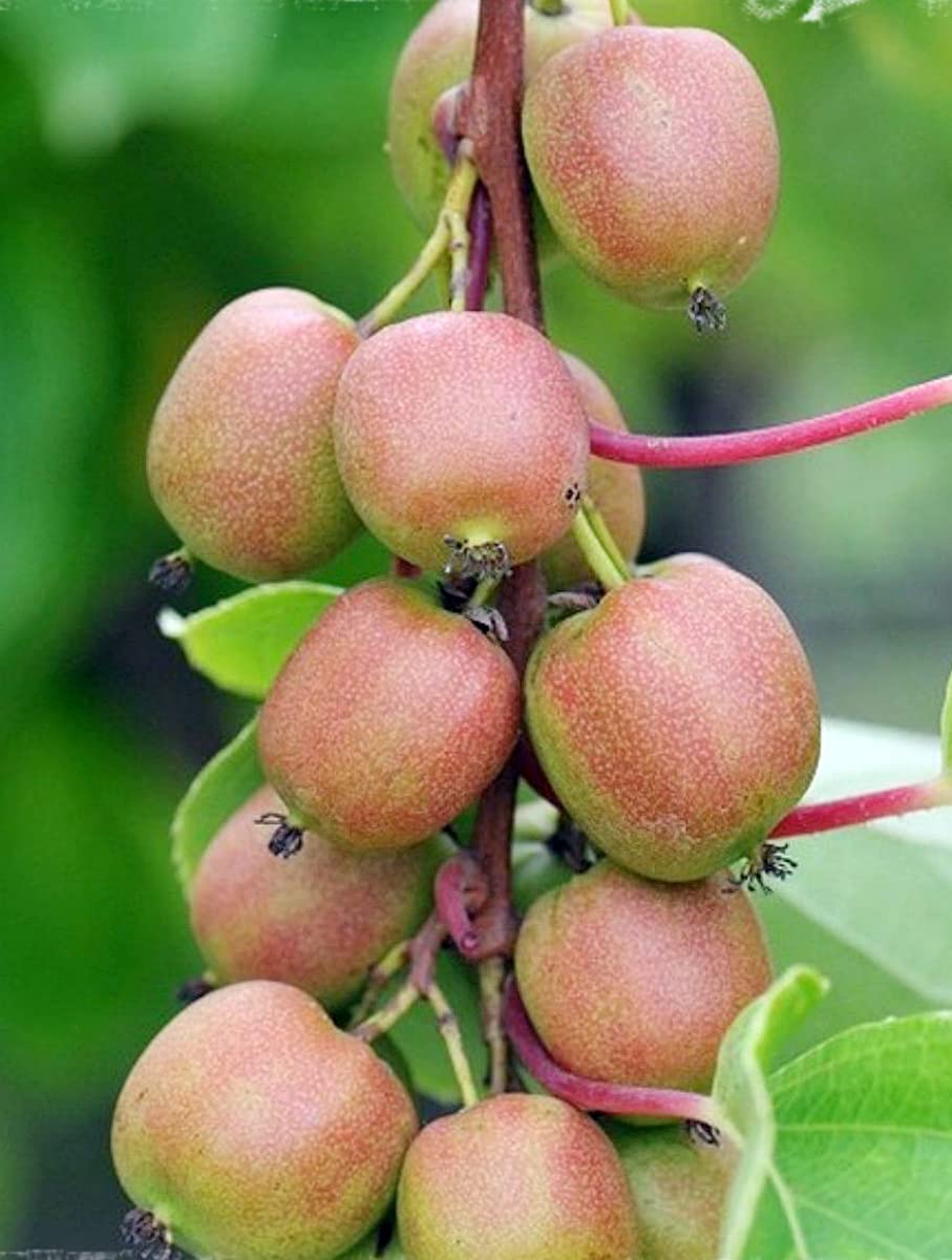 Geneva Female Kiwi Plant - Hardy - 2.5" Pot