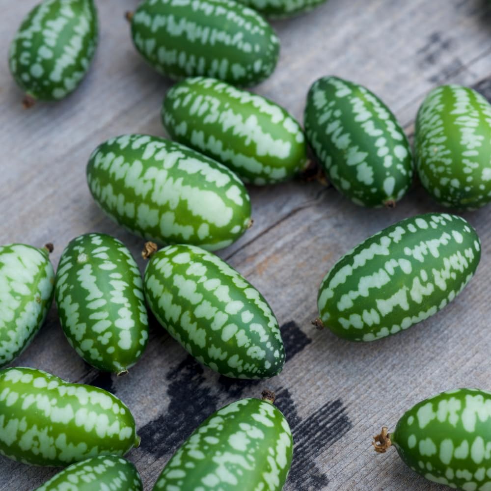 2 Cucamelon Plants Seedlings, 4 to 6 Inches Tall, Cucamelon Mini Cucumber Live Plant Vegetable Plants for Growing