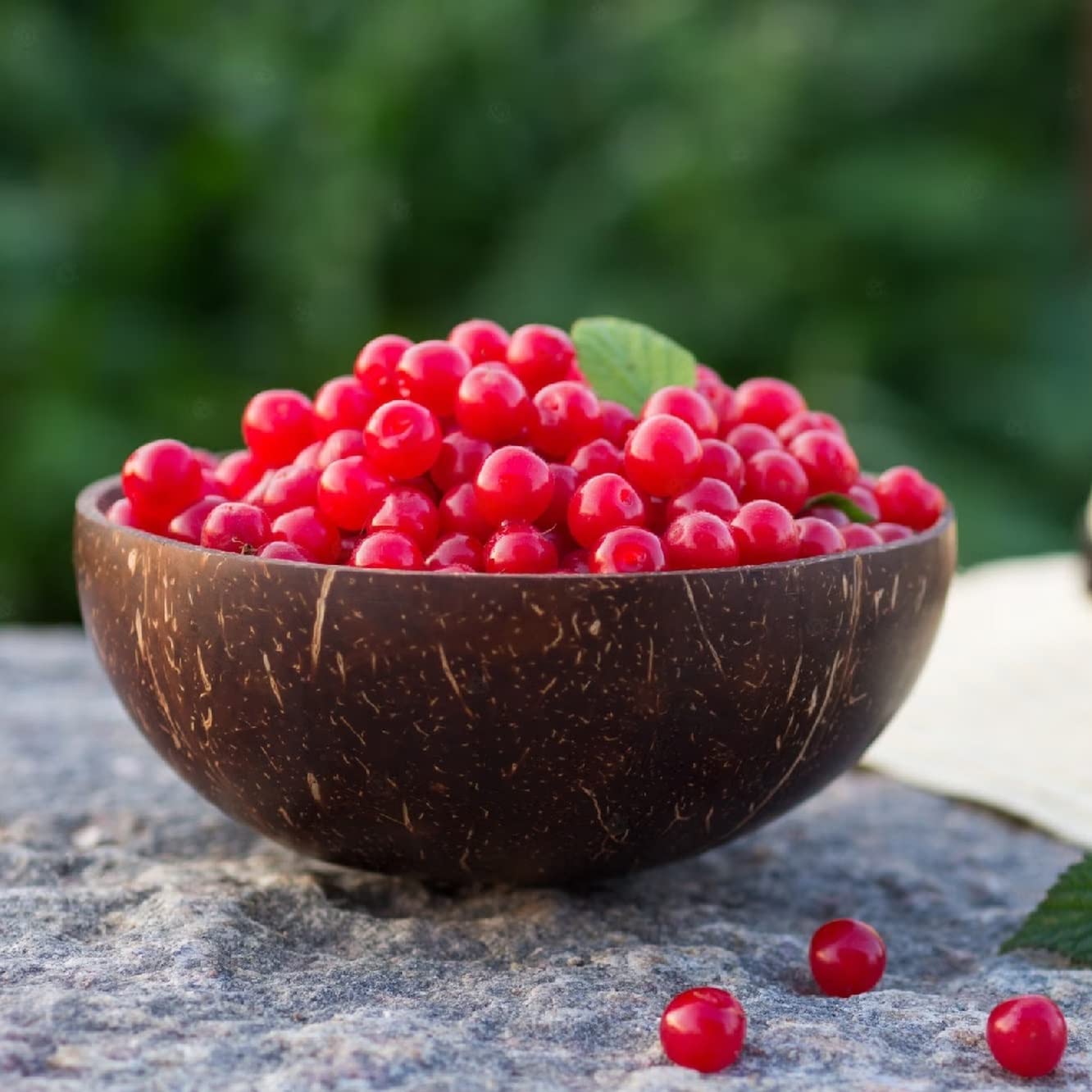 Nanking Cherry 1-2 Ft Plant - Versatile, Perennial, Early Fruiting, High Yielding Nanking Cherry Plant | Low Maintance & Easy-to-Grow Fruit Tree (1 Pack)