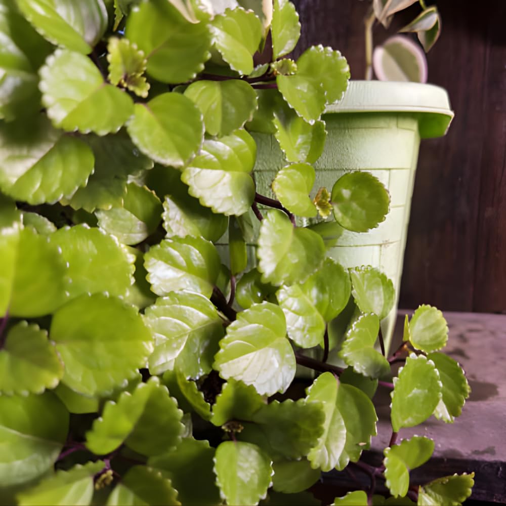 2 Swedish Ivy Plants Live House Plants, Swedish Ivy in 3.25 Inch Pot, Lush Trailing Greenery for Indoor Spaces, Desks & Window Areas, Easy to Grow