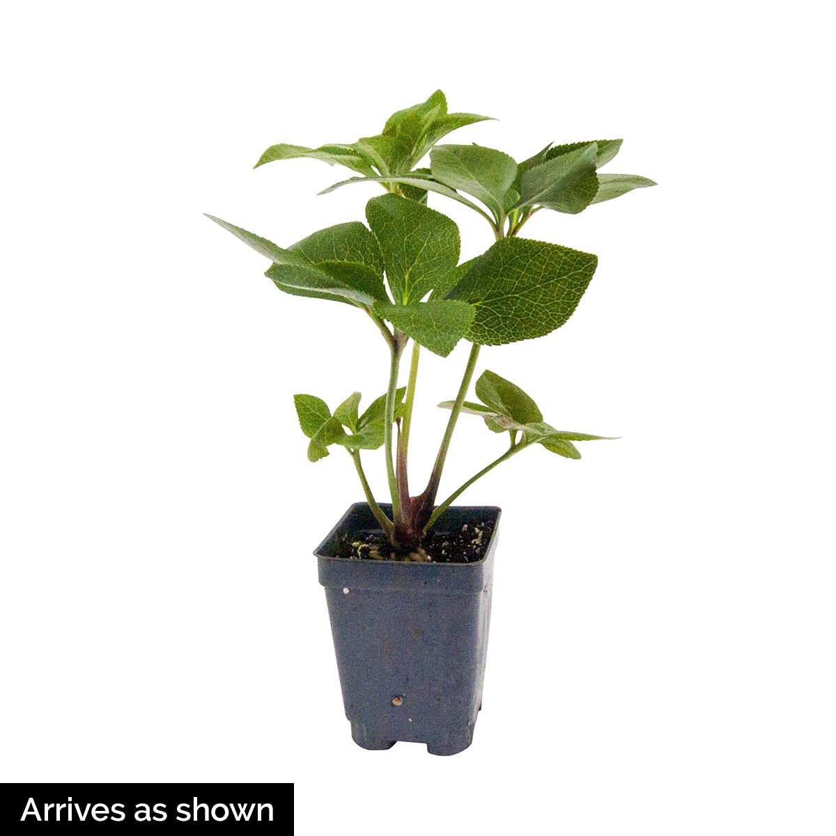 GARDENS ALIVE - Red Flowering Anna's Lenten Rose Hellebore Perennial Starter Plant, One Plant per Offer