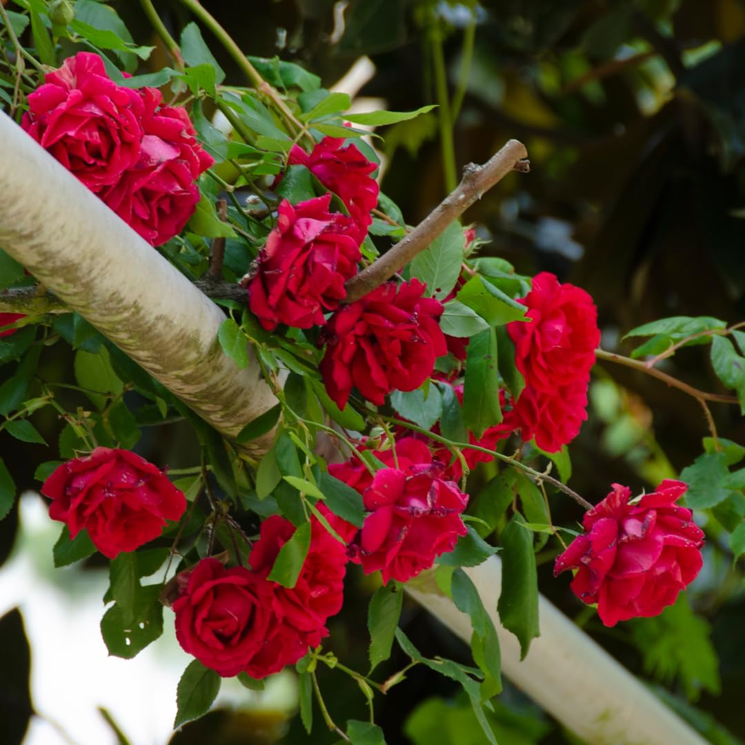 Fragrant Climbing Rose Live Plant, Well Rooted 5-9" Tall, No Leaf, Indoor Outdoor Climber, Rose Bush, Hybrid Tea Rose Like (Deep Red Pink)