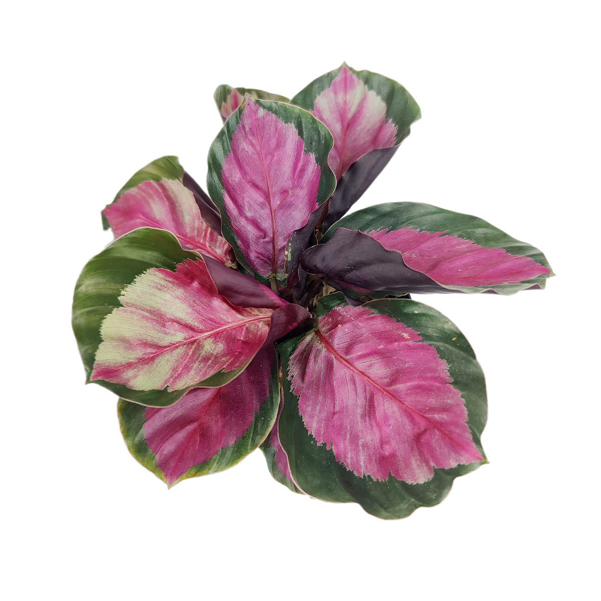 Calathea Rosy - Calathea Roseopicta (4" + Plastic Pot) - Pink Prayer Plant - Tropical Houseplants for Home Decoration