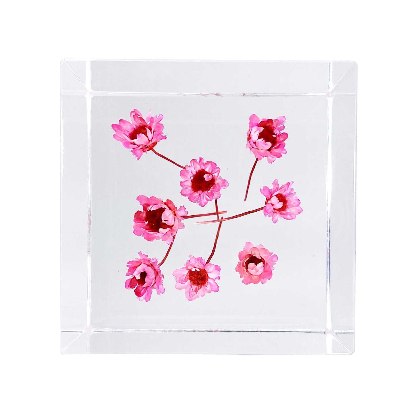 Bon Cube Acrylic Cube Paperweight with Decorative 3D Preserved Flowers, 1.97'' Cube 7.0 oz, Pink Real Starflowers (Resembles Daisy), Aesthetic Desk Shelf Decor and Good Luck Gift for Her