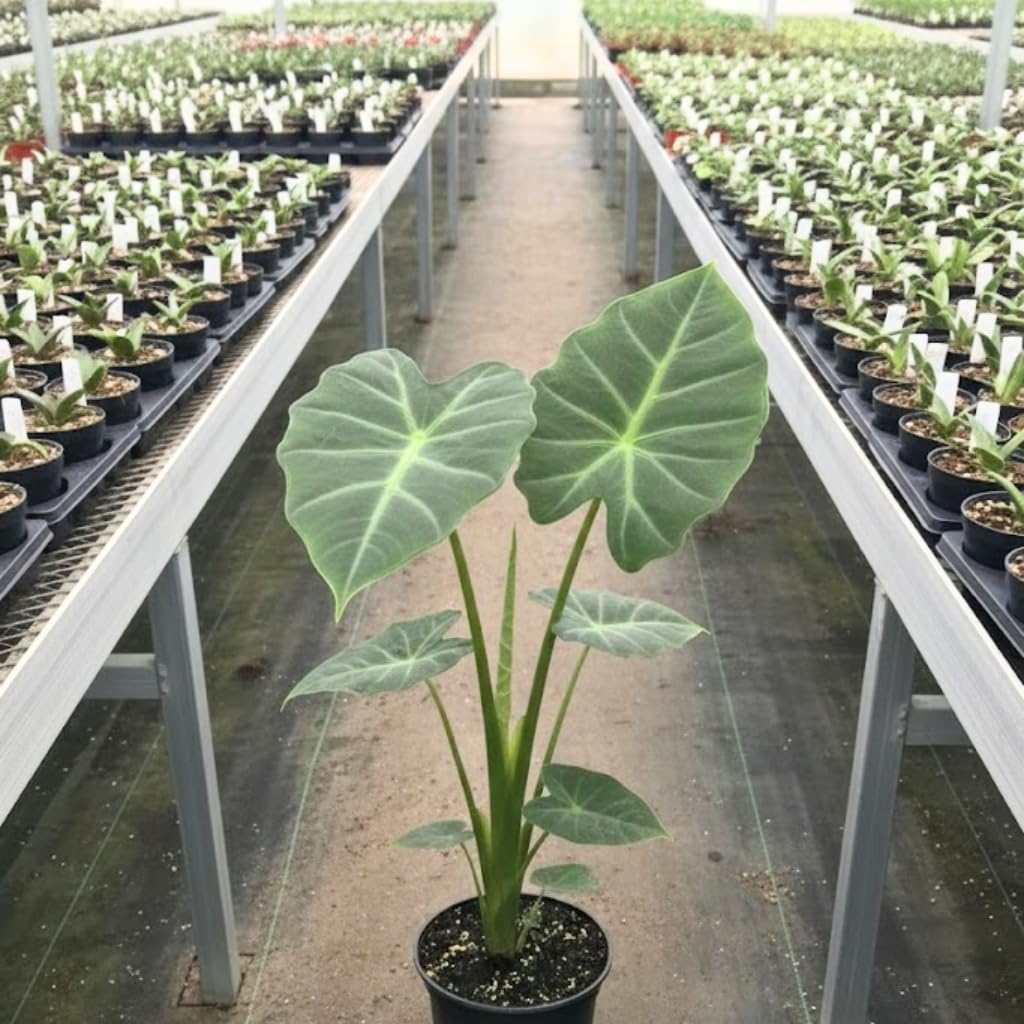 Elephant Ears Bulbs Grown Live Plant 1–2ft Tall | Colocasia Esculenta Tree for Outdoor Garden | Jungle-Style Landscaping & Shade Areas