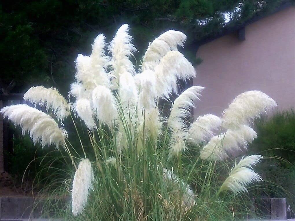 White Pampas Grass Plant Live, 4'' Potted, Perennial Ornamental Pampas Grass Live Plant, 4 to 7 Inc