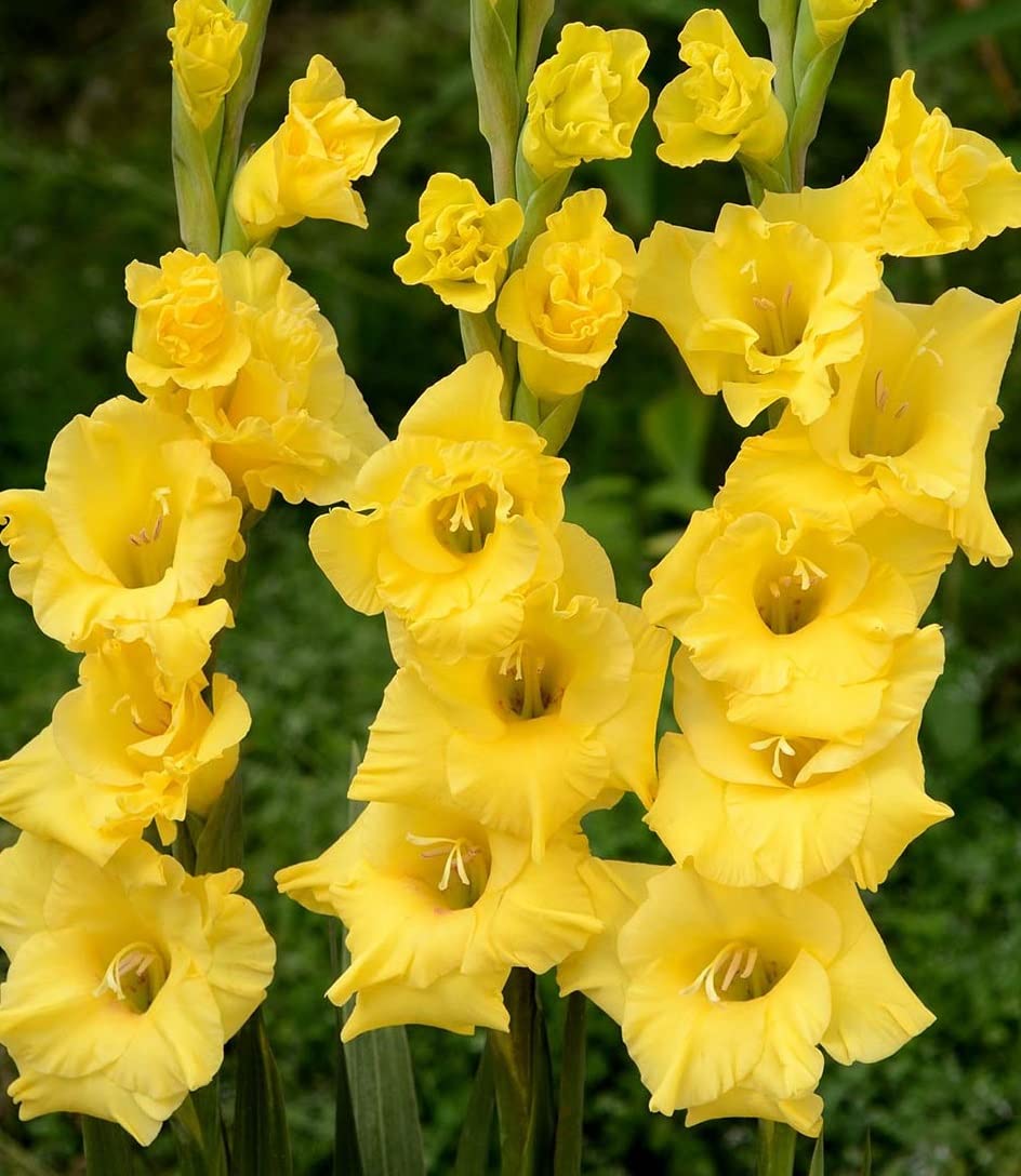Votaniki Nova Lux Gladiolus Bulbs - Perennial, Attract Pollinators, Large Blooms, Gladiolus Flowering Bulbs for Planting - Low Maintenance and Easy to Grow (40 Pack)