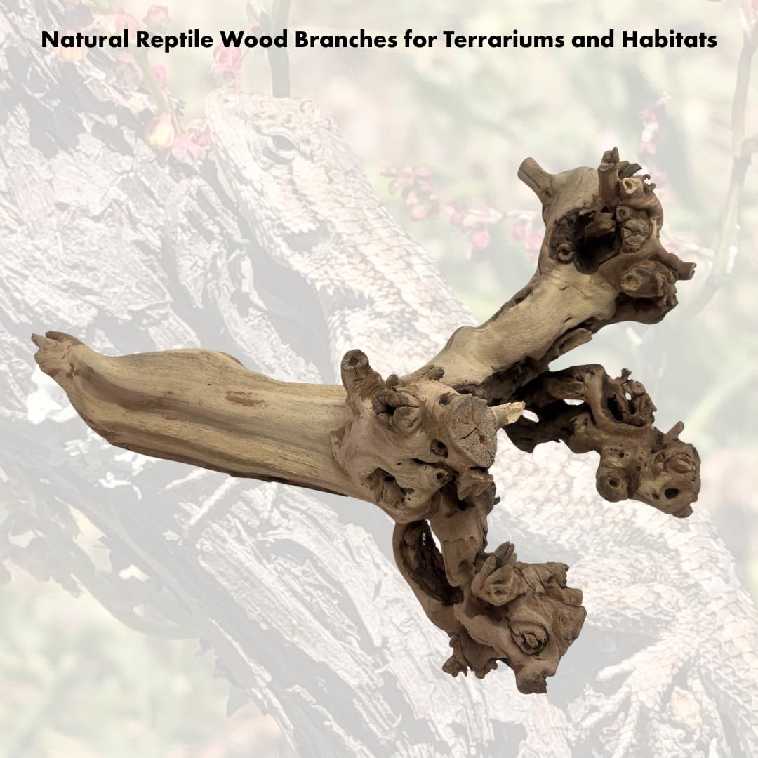 Koyal Wholesale 12" Sandblasted Grapevine Wood for Hamsters, Reptiles Terrarium, Exotic Untreated Grapewood Branch for Decoration Home Wedding DIY