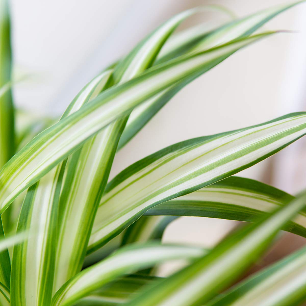 Perfect Plants Spider Plant in 6in. Midnight Blue Decor Pot | Live Houseplant for Indoor Growing | Easy to Care for & Keep Alive | Beautiful Green & White Variegated Leaves