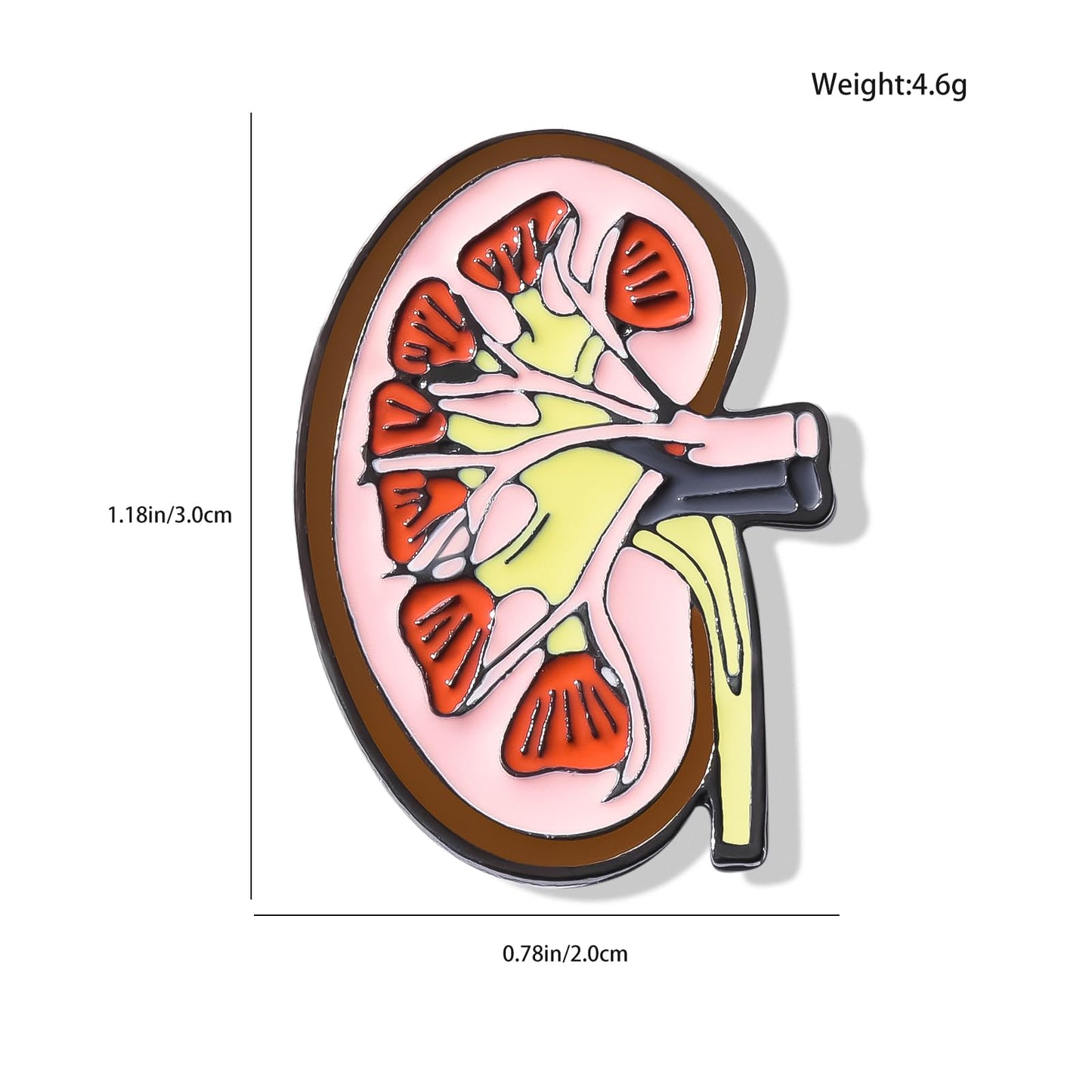 Dr's gift Kidney Anatomy Enamel Brooch Pin Nephrology Cross Section Lapel Badge Jewelry for Nephrology Doctors Nurses Biologists Student Gift White Coat Accessory
