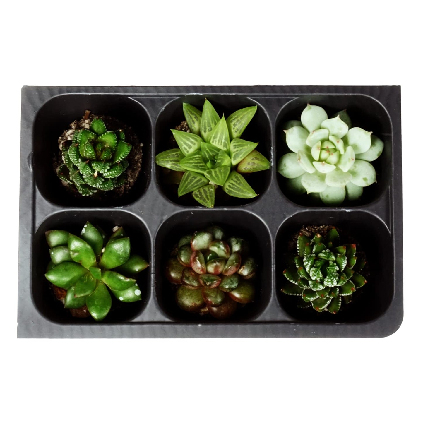The Hydroponic City Seed Starter Tray, 1440 Cells (240 Trays - 6 Cells Per Tray) + Plant Stakes