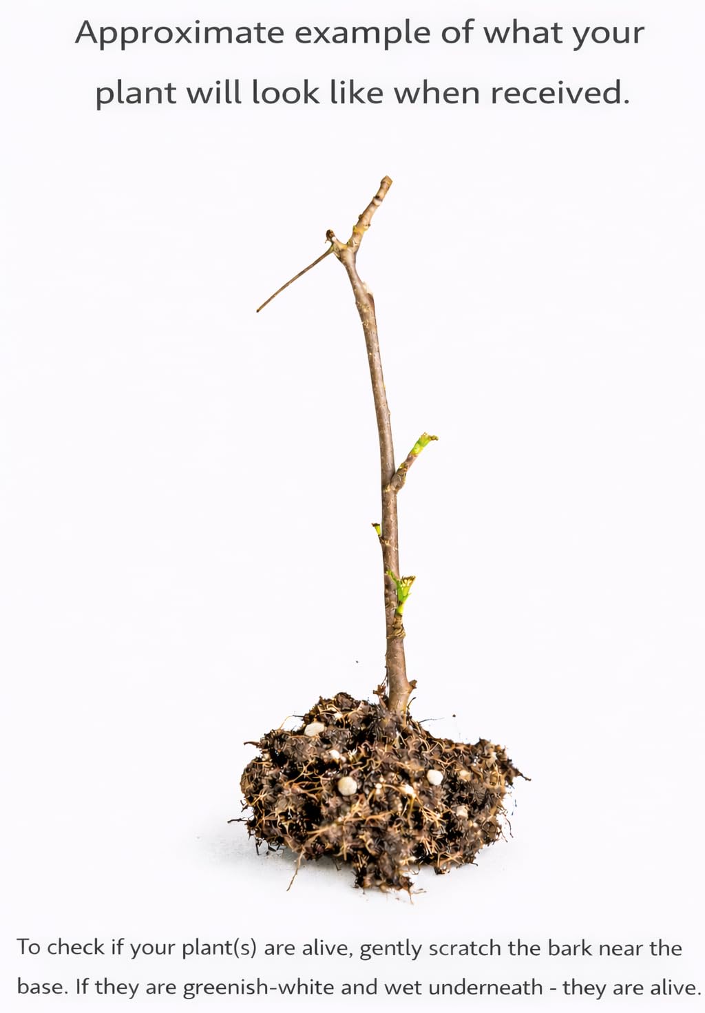 Jahns Prairie Gooseberry Shrub - 6-12" Tall Live Plant - Red Goose Berry Bush Seedling - Edible Berries - Ribes oxyacanthoides 'Jahn's Prairie'