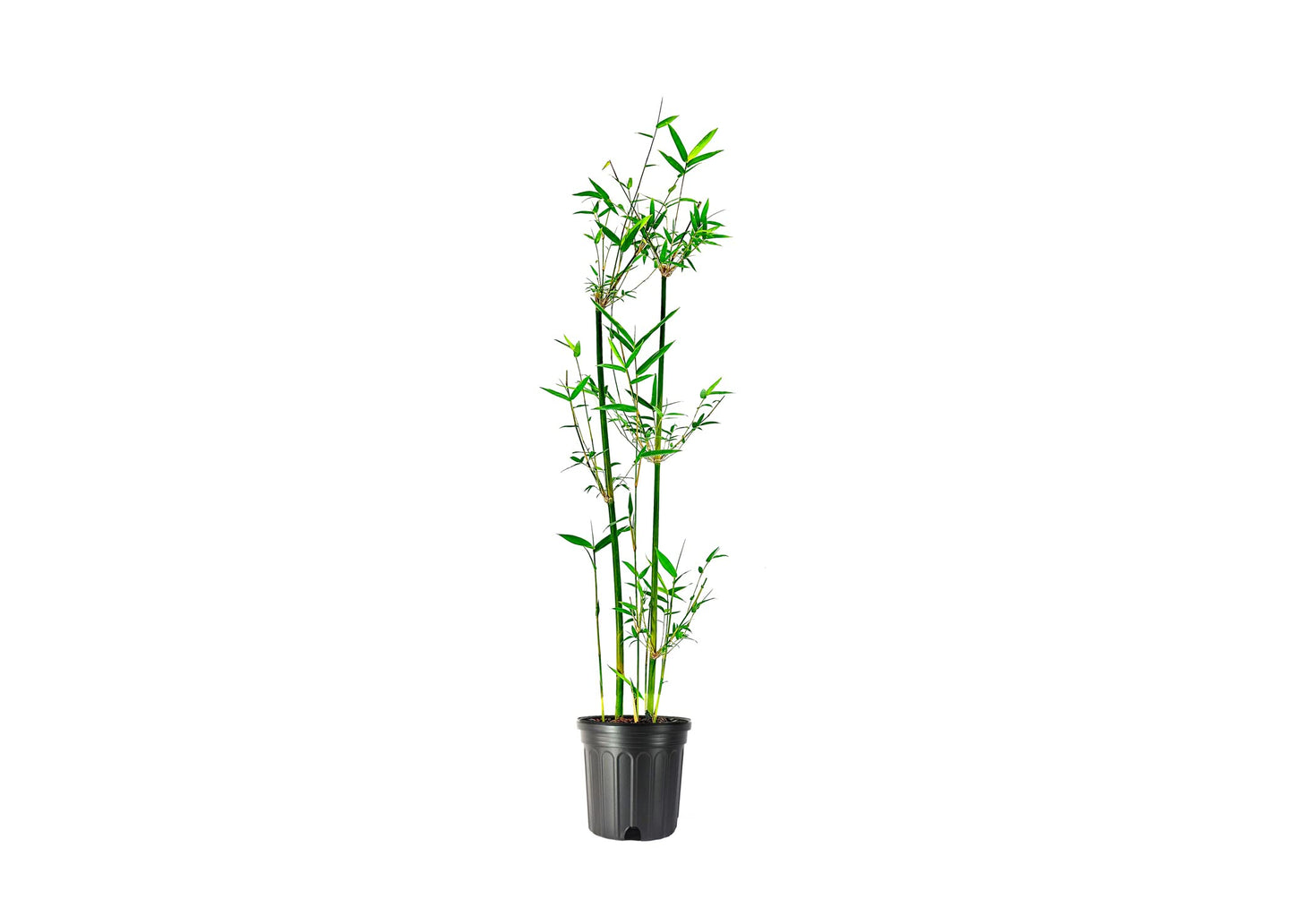 Bambusa Green Hedge Bamboo - Non-Invasive, Clumping Bamboo - 1 Gallon Size