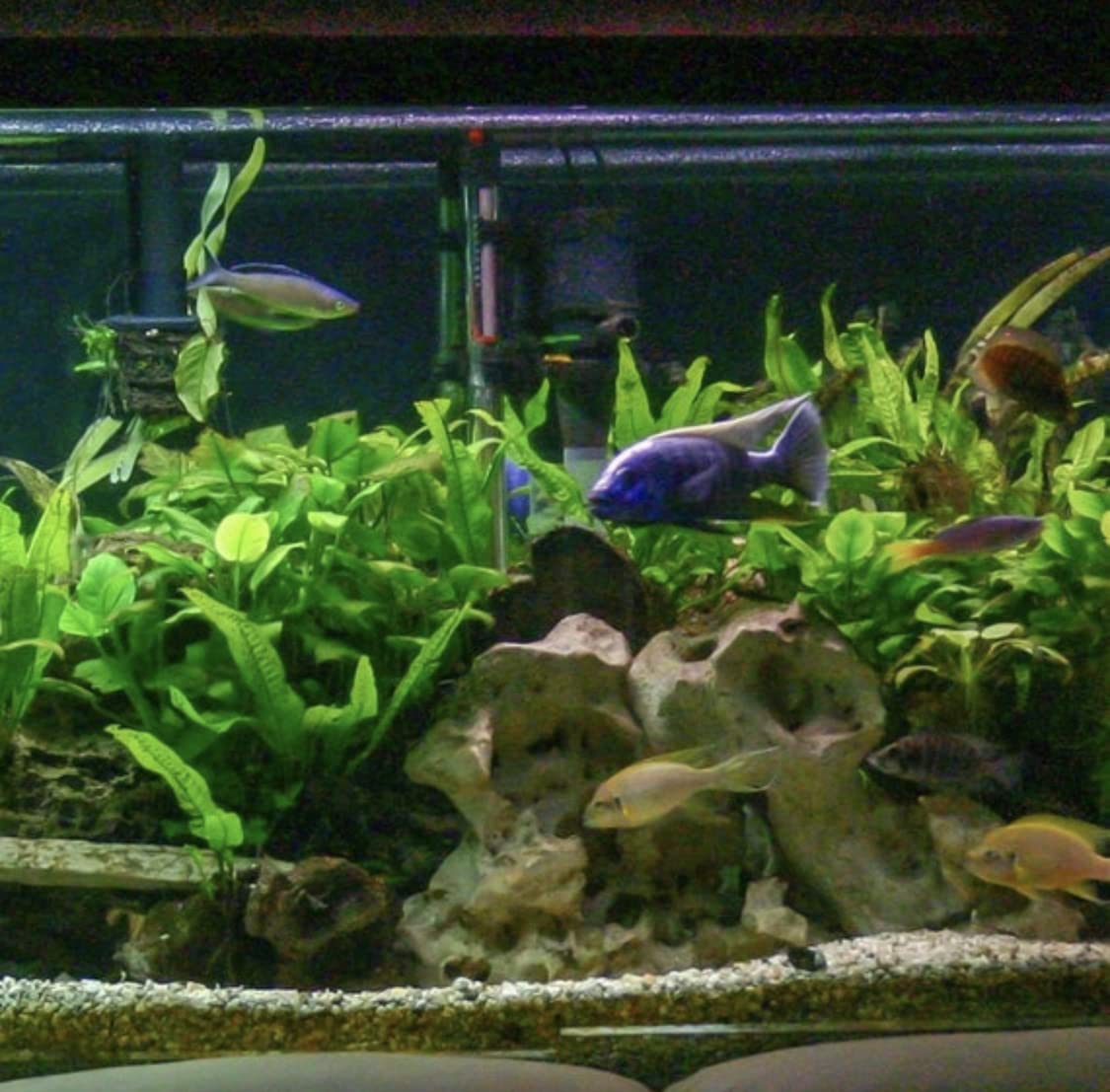 Marcus Fish Tanks - 3X Java Fern Microsorum Pteropus Easy Live Aquarium Plants Aquatic Fish Tank Plants