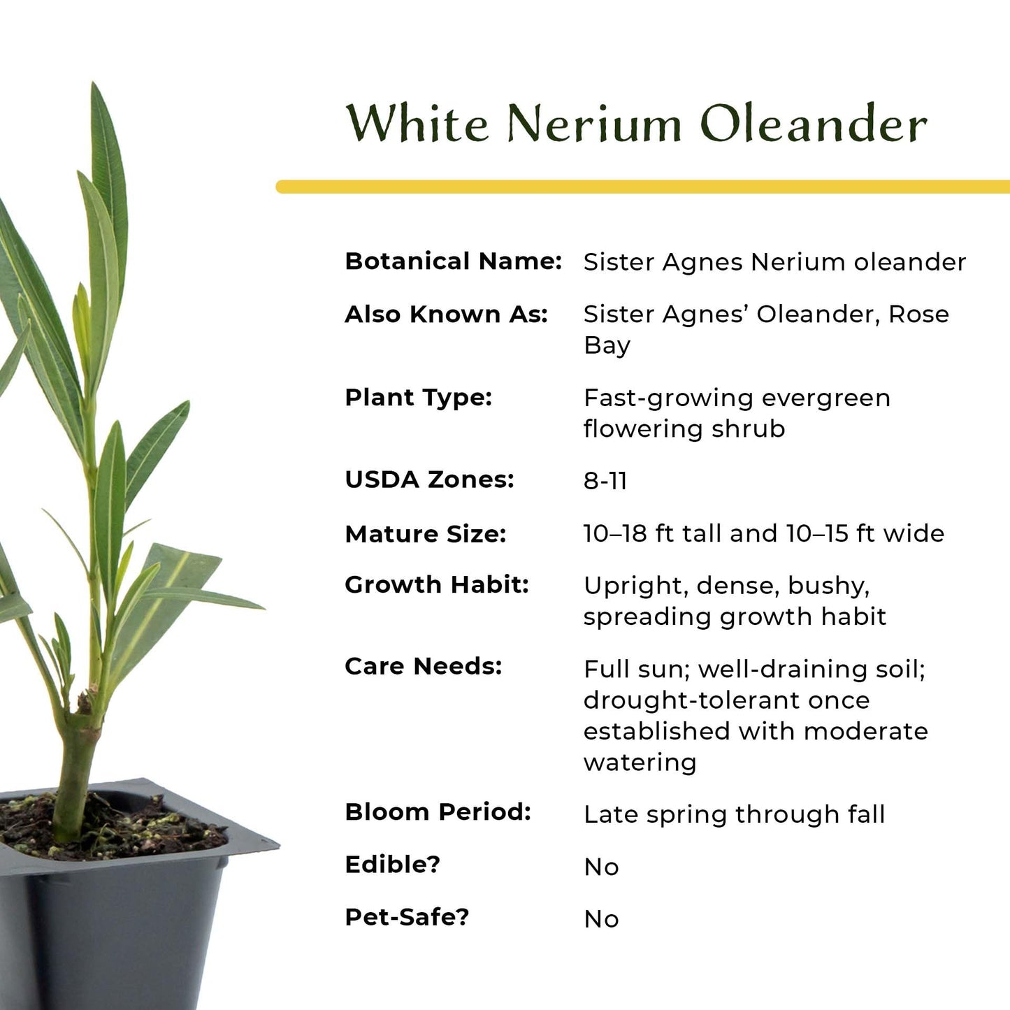 3 White Oleander (Nerium Oleander ‘Sister Agnes’) | Fast-Growing Evergreen Flowering Shrub with Pure White Blooms and Dense Green Foliage | 2.5” Nursery Cubes, Ready-to-Plant Live Starter Plants