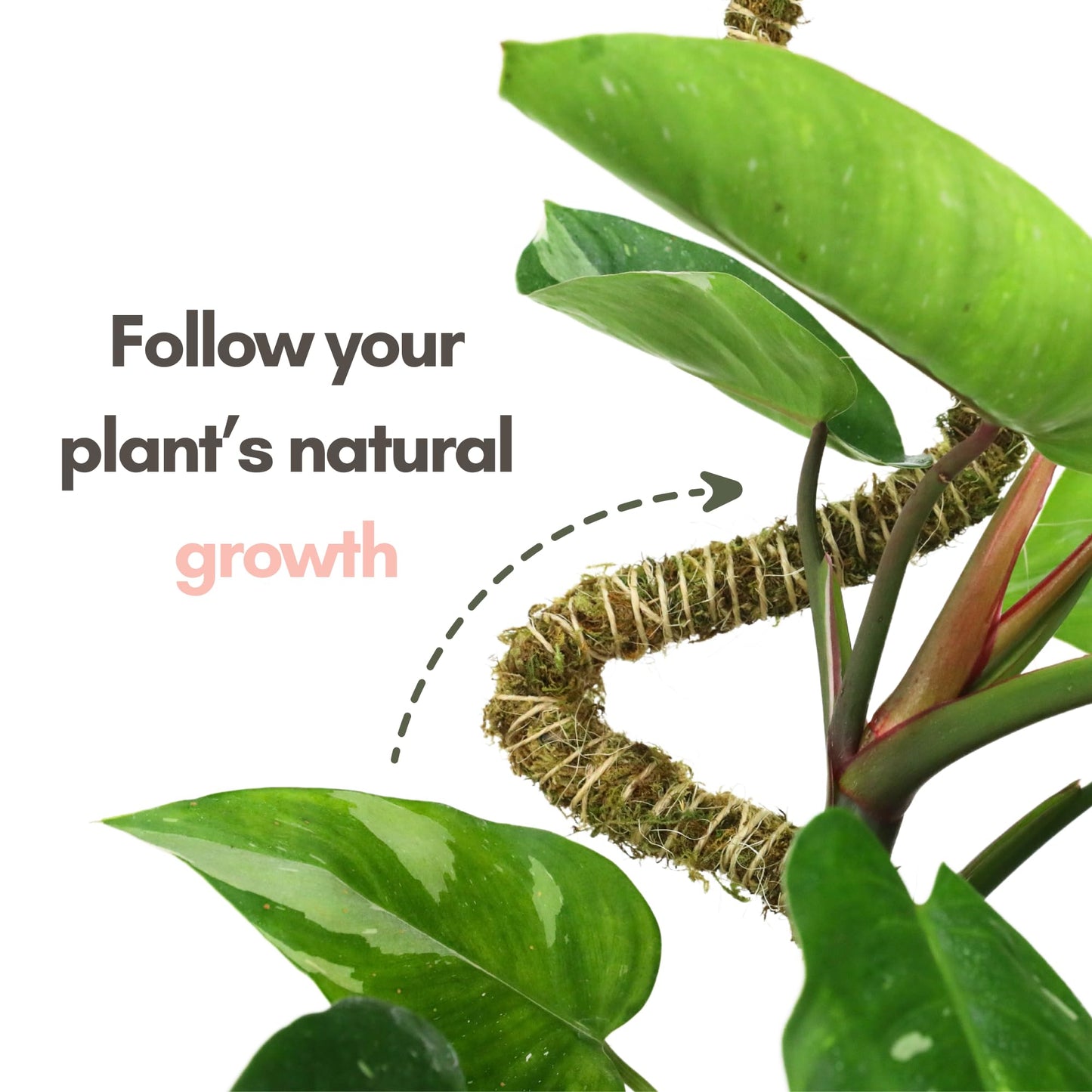 Mossify Bendable Moss Pole for Monstera 3 Pack (16" / 30" / 42") β Flexible Moss Pole Stakes for Indoor Plants β Premium Forest Moss with 3-Prong Stake System β Indoor & Outdoor Plant Trellis Set