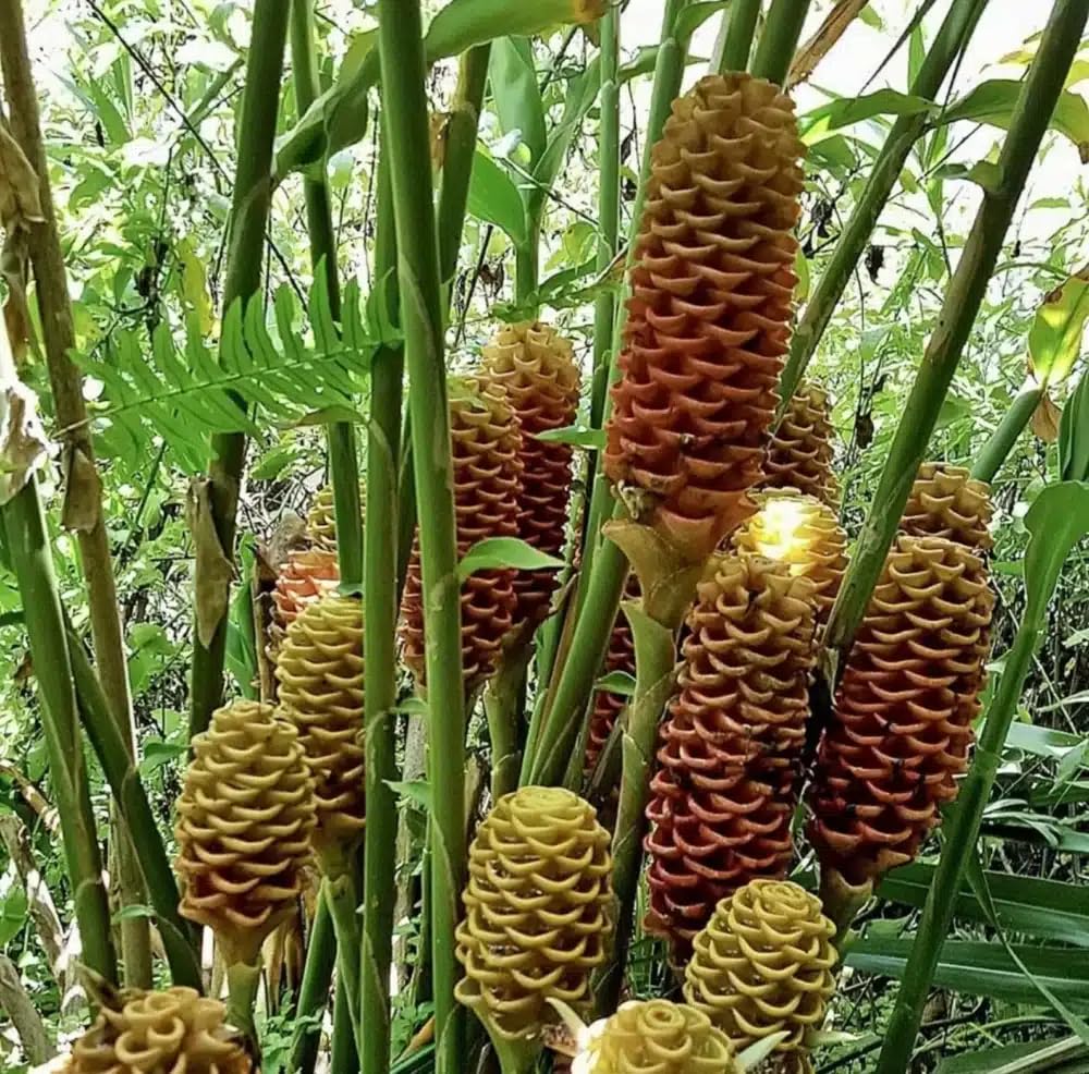 Live Plant - Pinecone Ginger (Zingiber zerumbet) Ornamental Live Plant 10โ-20โ