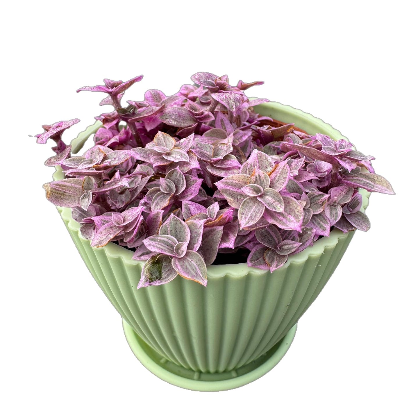 Live Succulent Plants Pink Lady (4 inch), Comes with Green Plastic Pot, Easy Care Houseplant, Unique Gifts, Home Office Décor