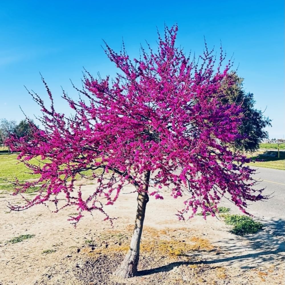 02 Eastern Red Bud Trees Live Plants, 6-12" in Tall for Spring Planting, Redbud Tree Live Zones 5-9