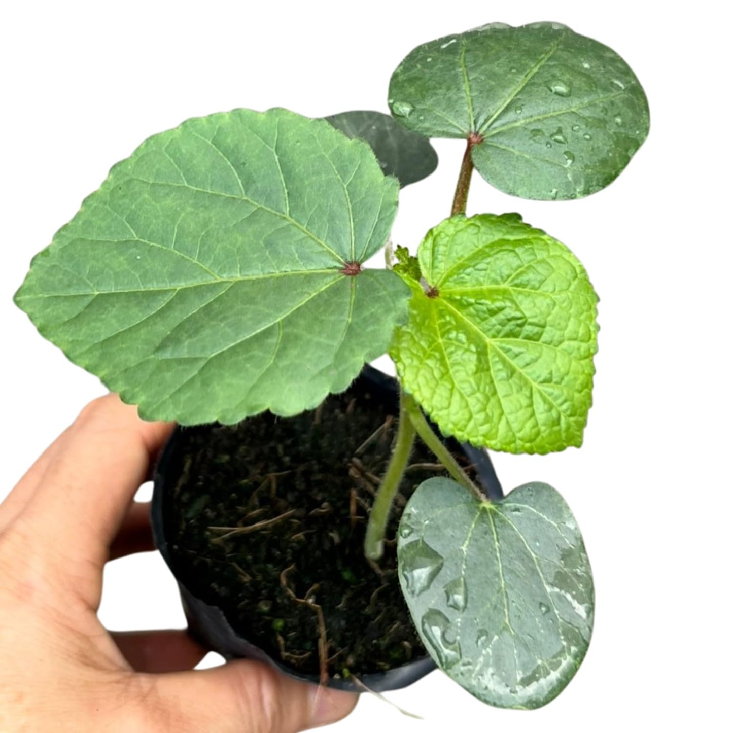 2 Green Okra Plants Live, 4 Inches Pot, 4 to 6 Inches Tall Okra Starter Plants, Vegetable Live Plants for Garden