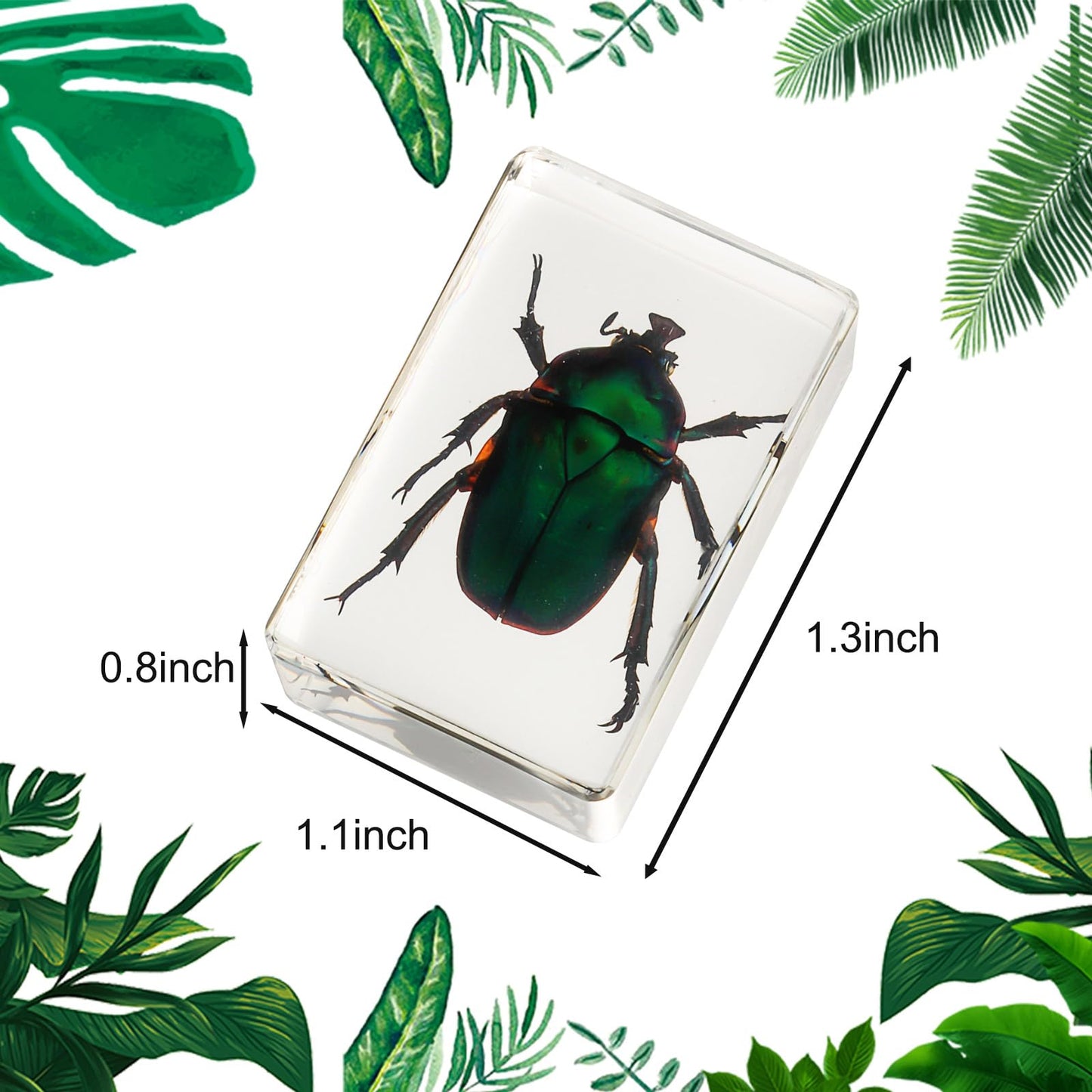 12 Pcs Insect in Resin Collection - Educational Bugs Specimen Set for Kids, Perfect for Preschool, Classroom Science, and Home Displays